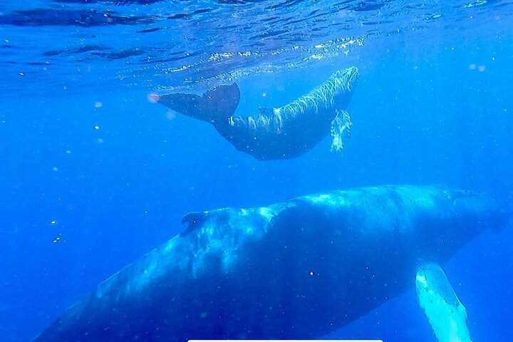 'Imiloa Express Whale Watch and Cocktail Tour - Photo 1 of 8